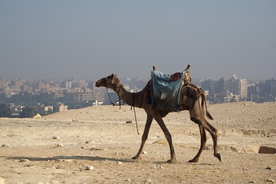 Photograph — 2022, Egypt