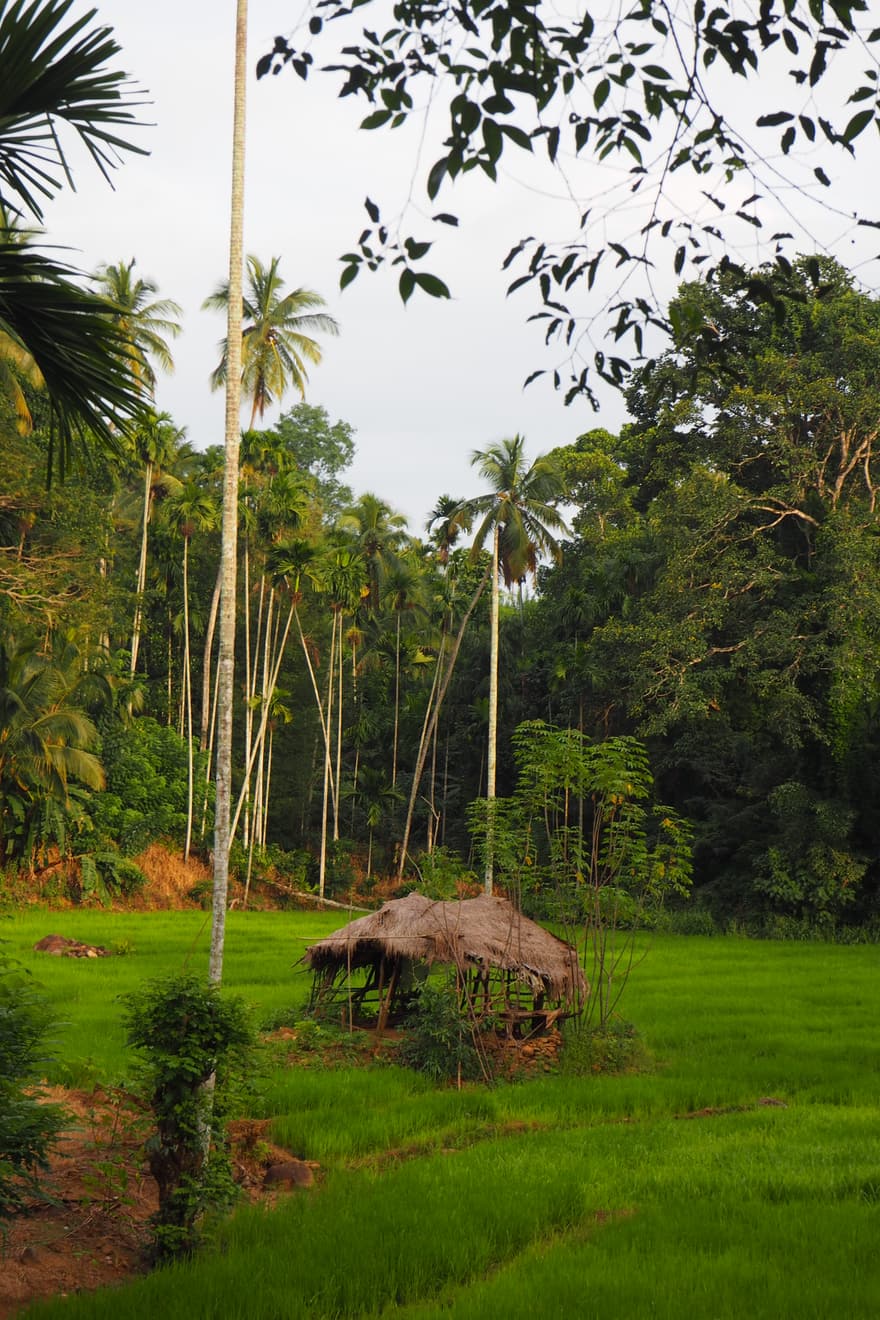 Photograph — 2026, Sri Lanka