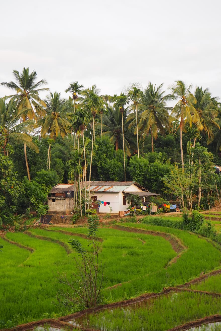 Photograph — 2026, Sri Lanka