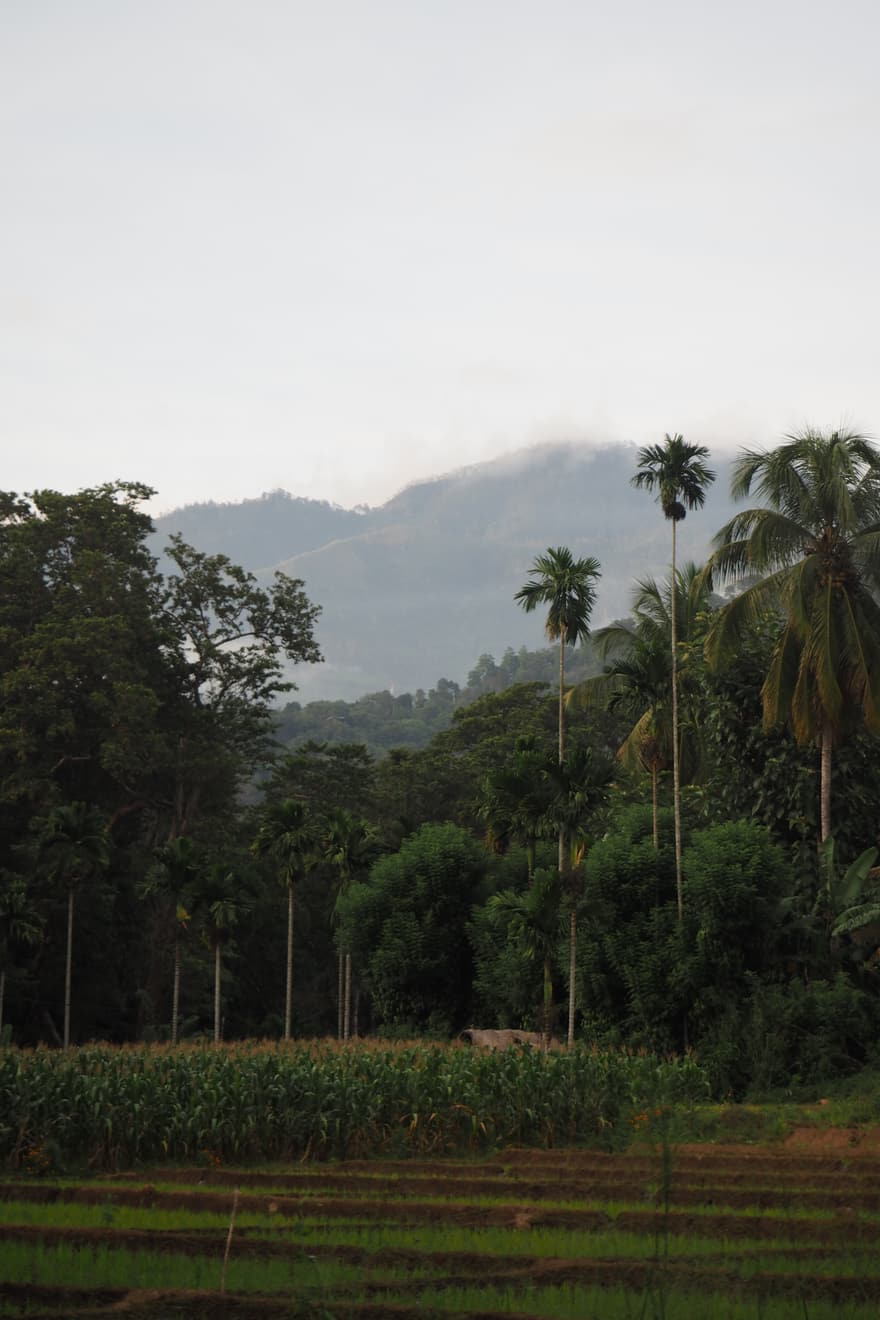 Photograph — 2026, Sri Lanka